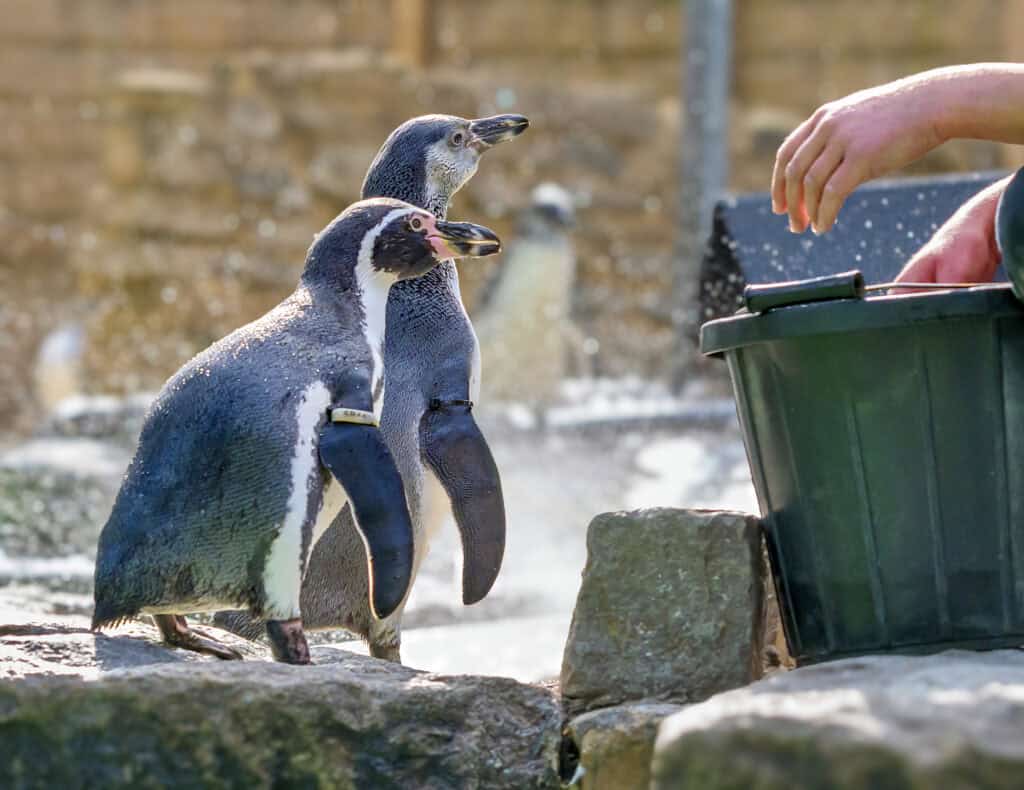 Two penguins near a person feeding them at Old Thorns golf resort.